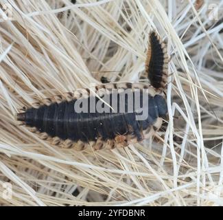 Chat Carrion Beetle (Oiceoptoma noveboracense) Banque D'Images