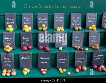 Exposition de nombreuses variétés de pommes (Malus sylvestris), beaucoup utilisées pour la fabrication du cidre, le jour de la pomme, le Newt, Bruton, Somerset, Royaume-Uni, octobre. Banque D'Images