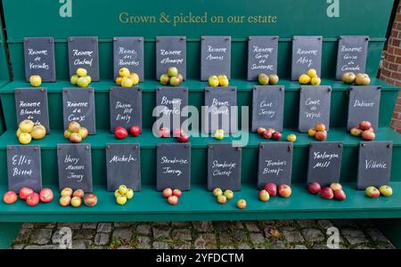 Exposition de nombreuses variétés de pommes (Malus sylvestris), beaucoup utilisées pour la fabrication du cidre, le jour de la pomme, le Newt, Bruton, Somerset, Royaume-Uni, octobre. Banque D'Images