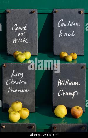 Exposition de pommes à cuire, manger et cidre (Malus sylvestris) le jour de la pomme, Newt, Bruton, Somerset, Royaume-Uni, octobre. Banque D'Images