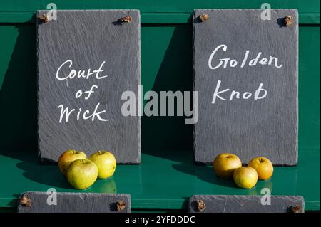 Exposition de pommes court of Mick et Golden Button (Malus sylvestris) le jour de la pomme, Newt, Bruton, Somerset, Royaume-Uni, octobre. Banque D'Images