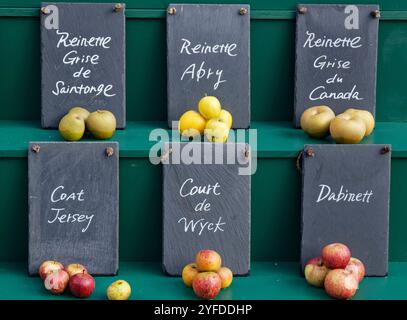 Exposition de plusieurs variétés de pommes (Malus sylvestris), pour la consommation et la fabrication du cidre, le jour de la pomme, le Newt, Bruton, Somerset, Royaume-Uni, octobre. Banque D'Images