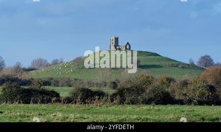 Moutons qui paissent sur Burrow Mump Hill en dessous des ruines du XVe siècle, l'église de Michael, Burrowbridge, Somerset Levels, Royaume-Uni, décembre 2023. Banque D'Images