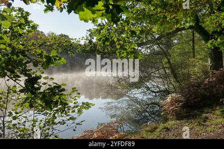 Brume matinale s'élevant des étangs de Cannop au début de l'automne, forêt de Dean, Gloucestershire, Royaume-Uni, octobre 2024. Banque D'Images