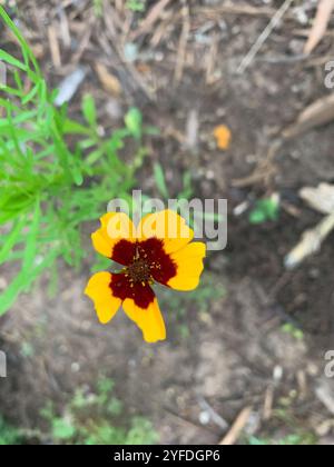 Graine dorée (Coreopsis basalis) Banque D'Images