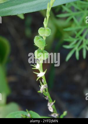 Mauvaise herbe rose (Spigelia anthelmia) Banque D'Images