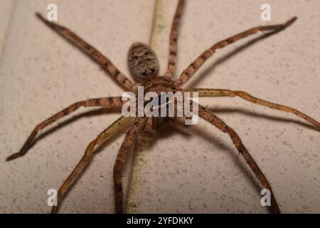 Araignée chasseuse pantropicale (Heteropoda venatoria) Banque D'Images