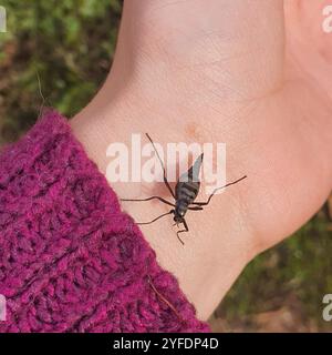 Mouche soldat australienne sans ailes (Boreoides subulatus) Banque D'Images