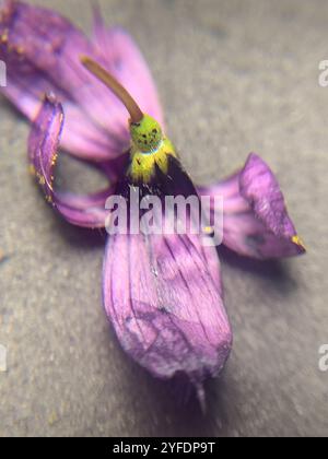 Herbe aux yeux bleus de l'Idaho (Sisyrinchium idahoense) Banque D'Images