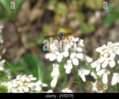 Prunus Miner Bee (Andrena prunorum) Banque D'Images