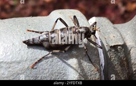 Mouche soldat australienne sans ailes (Boreoides subulatus) Banque D'Images