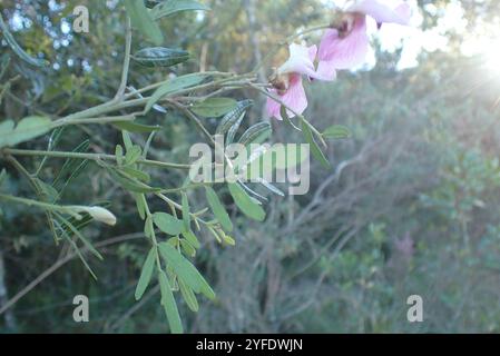 Gardenroute Keurboom (Virgilia divaricata) Banque D'Images