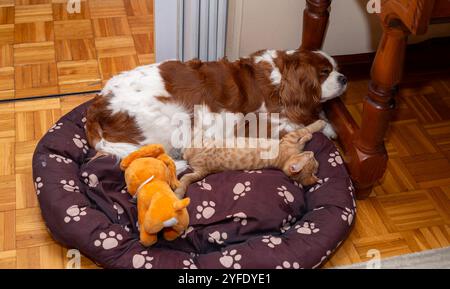 Cavalier King Charles Spaniel dormir avec un petit chaton sur le lit à la maison Banque D'Images