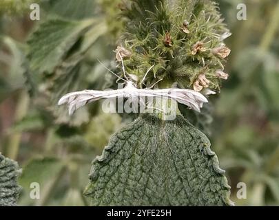 Teigne de la plume de Horehound (Wheeleria spilodactylus) Banque D'Images