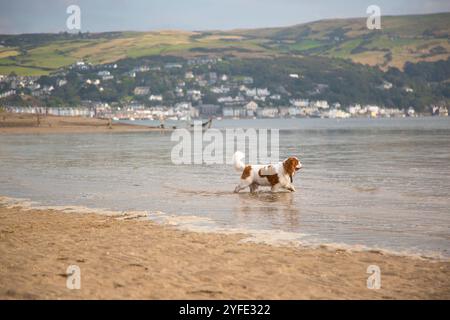 Chien spaniel jouant dans la mer sur une plage britannique. Banque D'Images