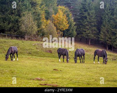 Un groupe de chevaux de baie sombre paissant sur un pâturage vert luxuriant entouré d'arbres forestiers. Le cadre serein capture l'essence de la nature et de la faune Banque D'Images