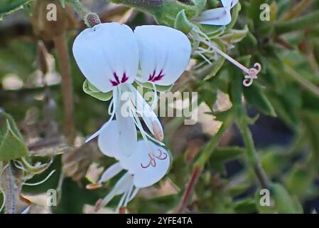 Storksbill (Pelargonium ribifolium) Banque D'Images