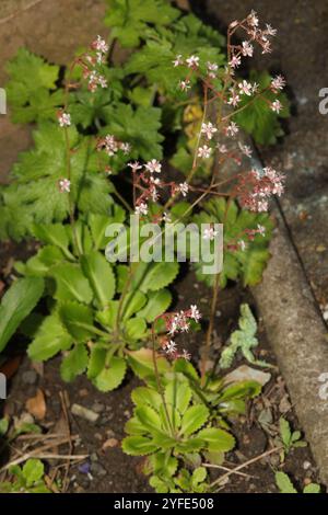 Londonpride (Saxifraga × urbium) Banque D'Images