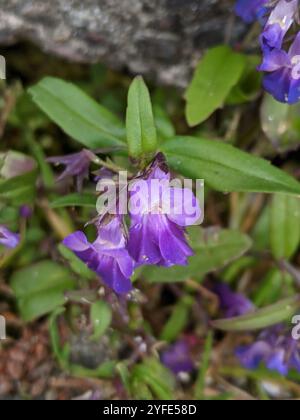 Marie géante aux yeux bleus (Collinsia grandiflora) Banque D'Images