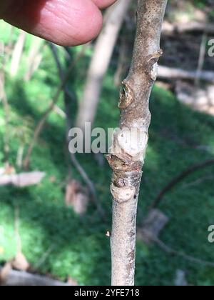 Arbre de Tun (Toona sinensis) Banque D'Images
