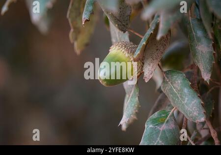 Glands de chêne Evergreen, chêne houx ou chêne vert (Quercus ilex rotundifolia ou Quercus ballota), Andalousie, Espagne. Banque D'Images