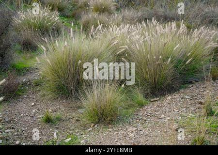 Close up Pennisetum alopecuroides 'Hameln' Fontaine nain de l'herbe. L'Espagne. Banque D'Images