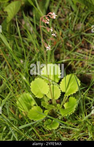 Londonpride (Saxifraga × urbium) Banque D'Images