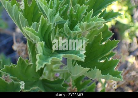 Storksbill (Pelargonium ribifolium) Banque D'Images