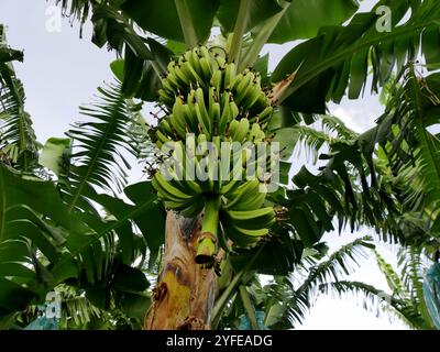 grappe de fruits de banane verte poussant sur le champ de plantation de bananes, mûrissant avant la récolte Banque D'Images