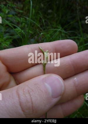 Herbe alpine (Carex brizoides) Banque D'Images