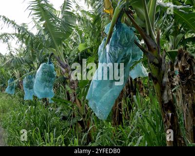 Plantation de bananes en guadeloupe, avec grappes de fruits protégées dans des sacs plastiques bleus. L'ensachage est fait pour la protection et un rendement plus élevé de fruits de banane pr Banque D'Images