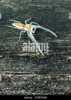 Araignée sauteuse à mâchoires blanches (Hentzia mitrata) Banque D'Images