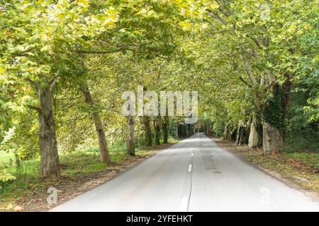 Route de campagne bordée de platanes (Platanus hispanica) au début de l'automne Banque D'Images