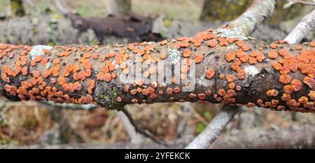 Champignon du cerveau des arbres rouges (Peniophora rufa) Banque D'Images