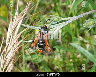 Éclaircie (Pyropteron chrysidiforme) Banque D'Images