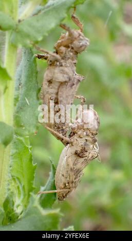 Skimmers tropicaux King (Orthemis) Banque D'Images