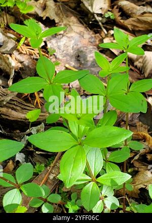 Paillette de lit de réglisse (Galium circaezans) Banque D'Images