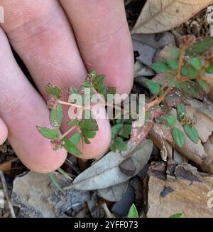 Tapis de sable Florida Hammock (Euphorbia ophthalmica) Banque D'Images