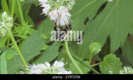 Bumble Bee mi-noir (Bombus vagans) Banque D'Images