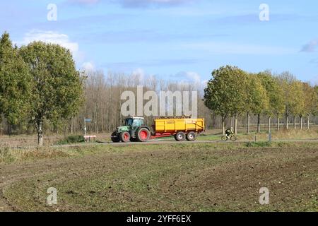 un tracteur avec une remorque basculante avec des betteraves sucrières conduit sur une route de campagne avec des arbres dans la campagne néerlandaise en automne pendant la récolte Banque D'Images