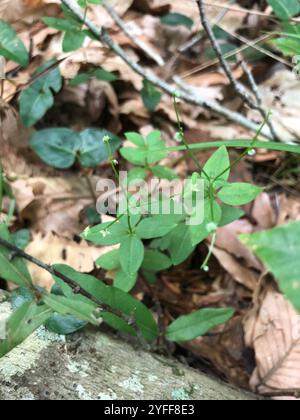 Paillette de lit de réglisse (Galium circaezans) Banque D'Images