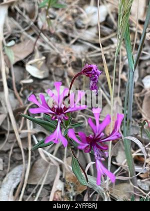 Rubans rouges (Clarkia concinna) Banque D'Images