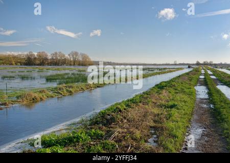 Pâturages inondés, partiellement gelés sur Tealham Moor après une période de fortes pluies, Somerset Levels, Royaume-Uni, janvier 2024. Banque D'Images