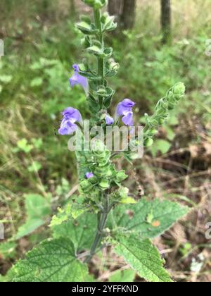 Calotte crânienne à feuilles de cœur (Scutellaria ovata) Banque D'Images