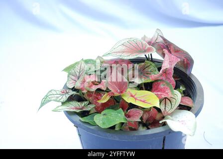 Caladium bicolore, il est cultivé comme plante d'intérieur pour ses grandes feuilles en forme de coeur ou de lance. Plantes d'intérieur caladium isolées sur fond blanc Banque D'Images