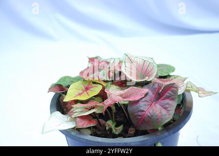 Caladium bicolore, il est cultivé comme plante d'intérieur pour ses grandes feuilles en forme de coeur ou de lance. Plantes d'intérieur caladium isolées sur fond blanc Banque D'Images