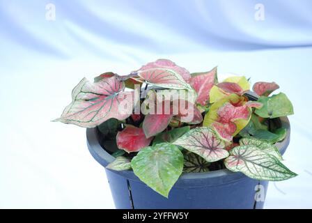 Caladium bicolore, il est cultivé comme plante d'intérieur pour ses grandes feuilles en forme de coeur ou de lance. Plantes d'intérieur caladium isolées sur fond blanc Banque D'Images