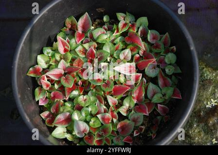 Gros plan photo vue de dessus de mini plantes de caladium dans un pot en plastique noir. Ils sont souvent connus sous le nom commun de cœur de Jésus Banque D'Images