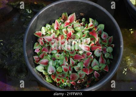 Gros plan photo vue de dessus de mini plantes de caladium dans un pot en plastique noir. Ils sont souvent connus sous le nom commun de cœur de Jésus Banque D'Images