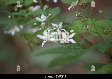 mûre d'Allegheny (Rubus allegheniensis) Banque D'Images